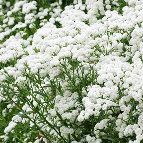 Тысячелистник Птармика Жемчуг