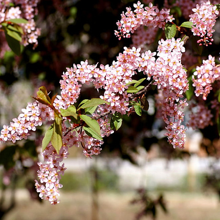 Фото Черемуха обыкновенная Колората