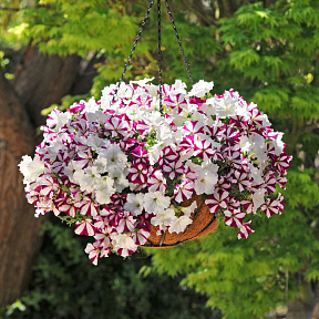 Петуния ампельная Изи Вэйф Старфиш набор