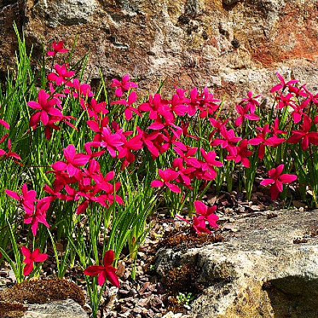 Фото Родогипоксис Красный