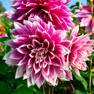 Георгин крупноцветковый Прамие 18