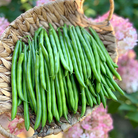 Фото Фасоль Универсальная F1