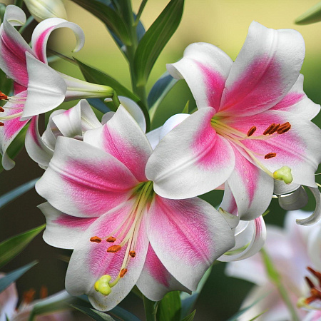 Фото Лилия ЛО-гибрид Триумфатор