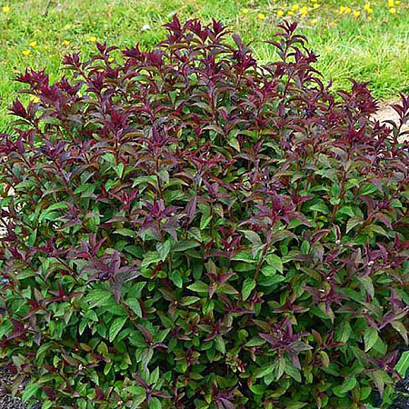 Фото Спирея японская Мерло Грин