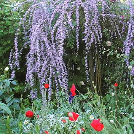 Фото Буддлея очереднолистная