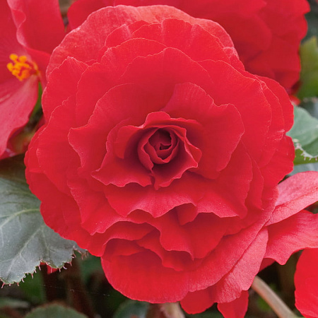 Фото Бегония клубневая Гоу-гоу Красная