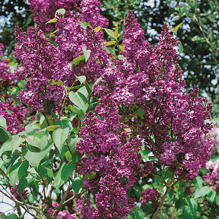 Фото Сирень Памяти Людвига Шпета