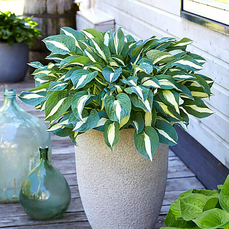 Фото Хоста Пин ап