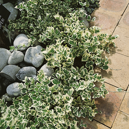 Фото Бересклет Эмеральд Гайети