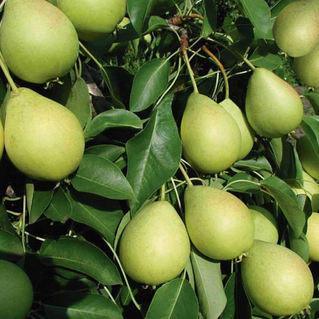 Фото Груша Скороспелка из Мичуринска