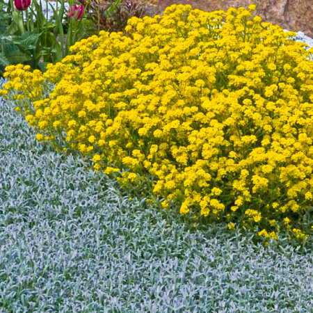 Фото Алиссум скальный