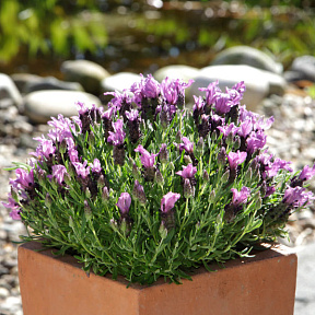 Лаванда Бандера Дип перпл