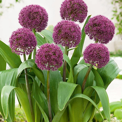 Лук декоративный Остара