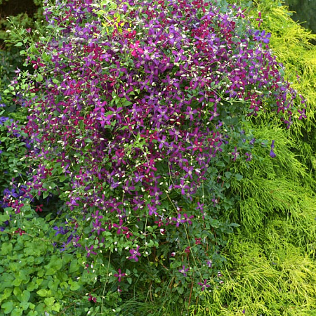 Фото Клематис Саммер Лав