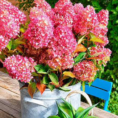 Фото Гортензия метельчатая Редлайт