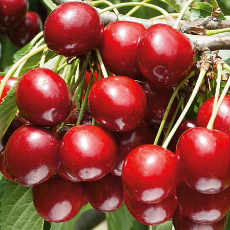 Фото Черевишня (дюк) Живица