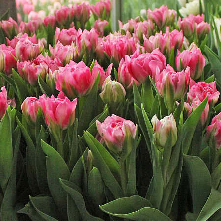 Фото Тюльпан махровый ранний Дезирель