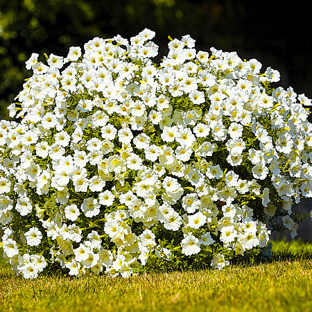 Фото Петуния-сурфиния Белая