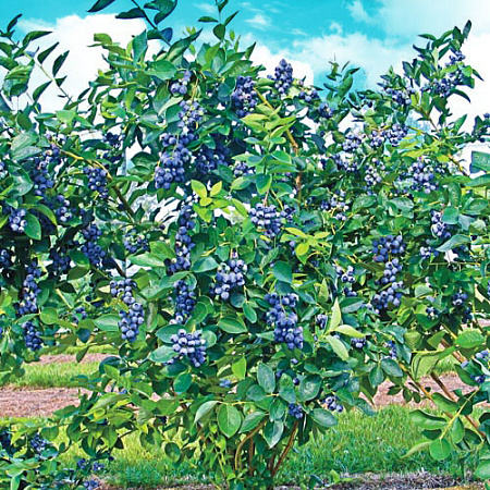 Фото Голубика Ранняя голубая