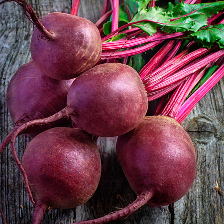 Фото Свёкла Капитан