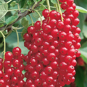 Смородина Ненаглядная