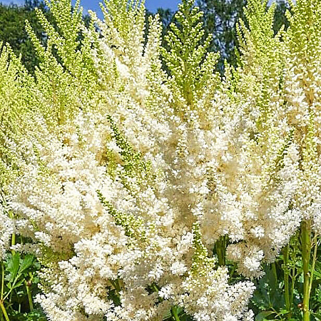 Фото Астильба Айвори перлс