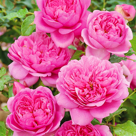 Фото Роза чайно-гибридная Маркиза де Помпадур