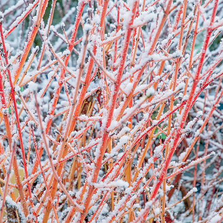 Фото Дёрен кроваво-красный Оранжевая зима