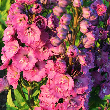 Фото Дельфиниум Дельфис Пинк Пауэр