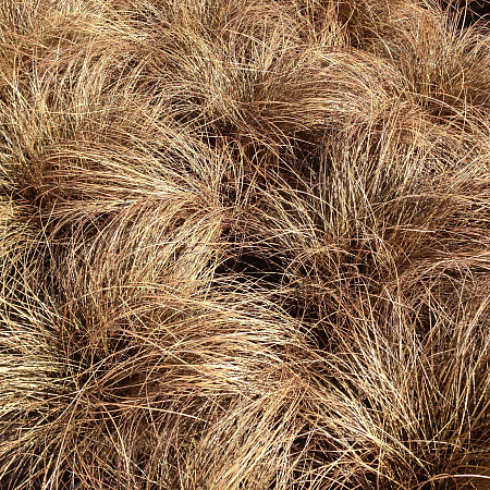 Фото Осока Мустанг