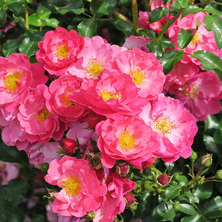 Фото Роза почвопокровная Хотлайн