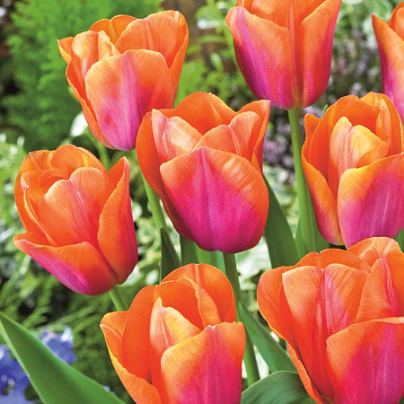 Фото Тюльпан Оранжевая династия