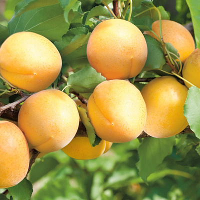 Абрикос Водолей