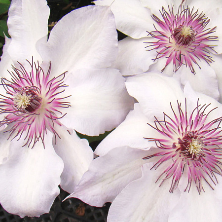 Фото Клематис Фэйр Розамунд