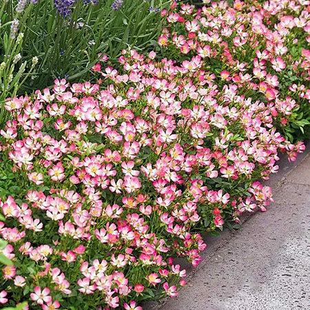 Фото Роза миниатюрная Кьюти Пай