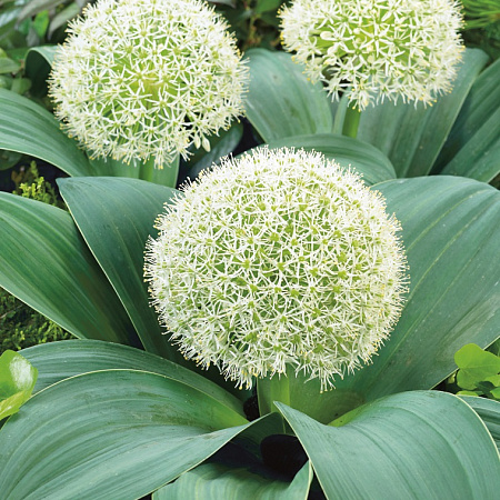 Фото Лук декоративный Слоновая кость