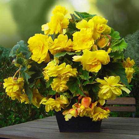 Фото Бегония ампельная Жёлтая