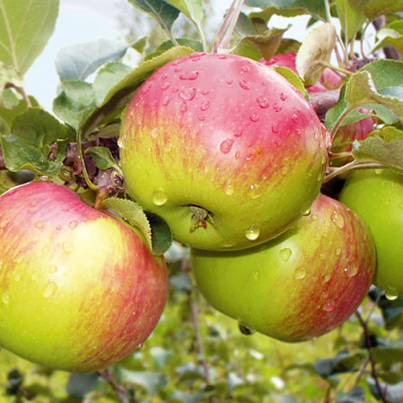 Фото Яблоня Уэлси