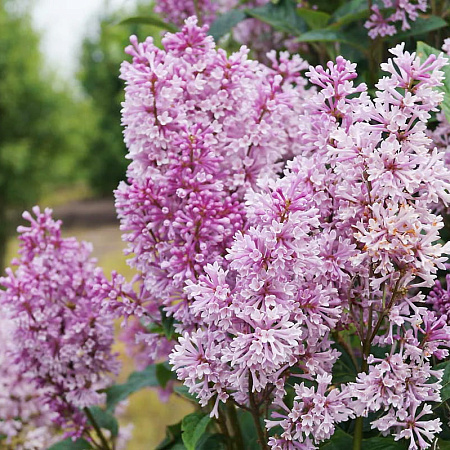 Фото Сирень Прэстона Менуэт