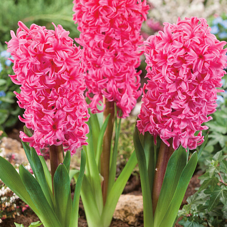 Фото Гиацинт Йохана