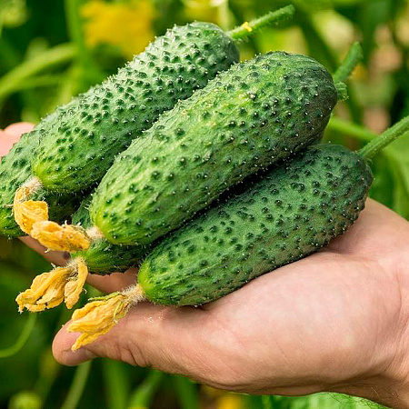 Фото Огурец Якама F1