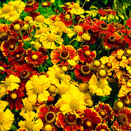 Фото Гелениум Осенний