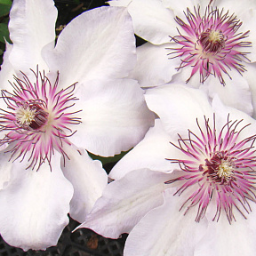 Клематис Фэйр Розамунд