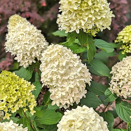 Фото Гортензия метельчатая Скайфол