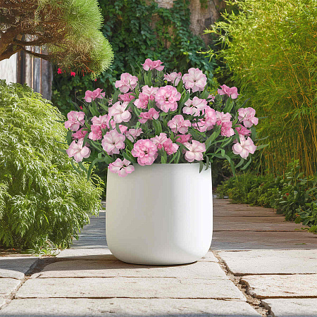 Фото Гвоздика Оскар Лайт роуз