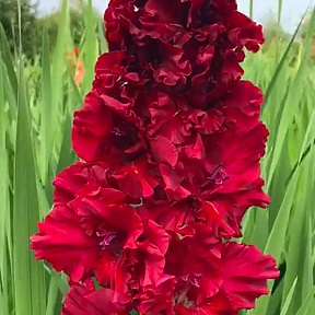 Гладиолус Вельвет Расберри