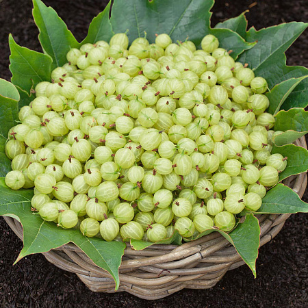 Фото Крыжовник Белый Смит