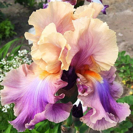 Фото Ирис бородатый Чейзинг Рейнбоус