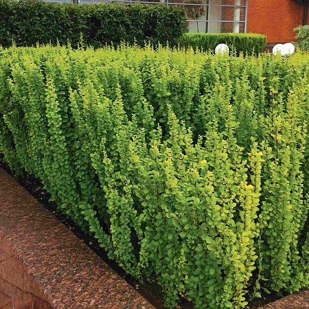 Фото Барбарис тунберга Эректа