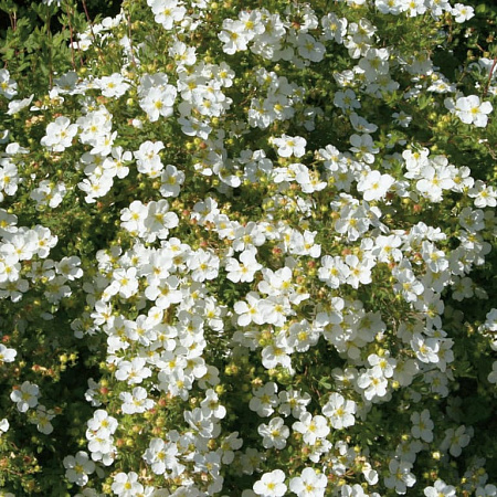 Фото Лапчатка кустарниковая Манчу